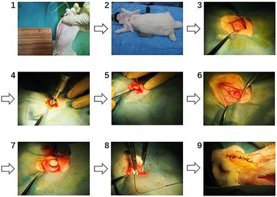 In vivo Evaluation of Fibrous Collagen Dura Substitutes